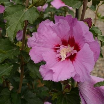 'Tahiti' - Rose of Sharon 'Tahiti' - Rose of Sharon