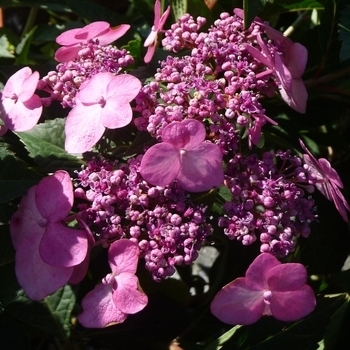 'Twist and Shout' - Hydrangea 'Twist and Shout' - Hydrangea