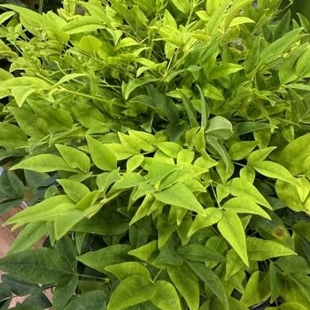 'Lemon Lime' - Nandina 'Lemon Lime' - Nandina