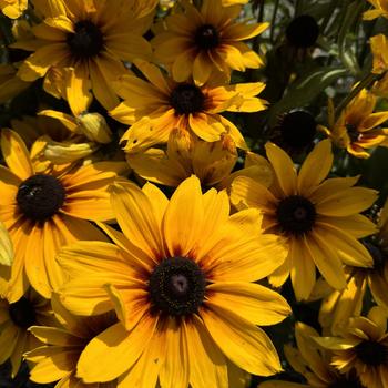 Sunbeckia® 'Marilyn' - Rudbeckia hirta Sunbeckia® 'Marilyn' - Rudbeckia hirta