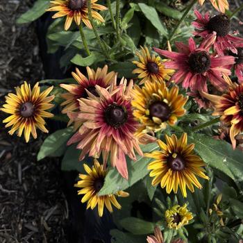 Sunbeckia® 'Graffiti Cherry' - Rudbeckia hirta Sunbeckia® 'Graffiti Cherry' - Rudbeckia hirta