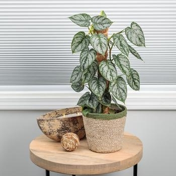 'Brandi' - Philodendron 'Brandi' - Philodendron