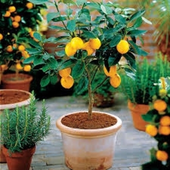 Citrus limon - Lemon Meyer Bush Citrus limon - Lemon Meyer Bush