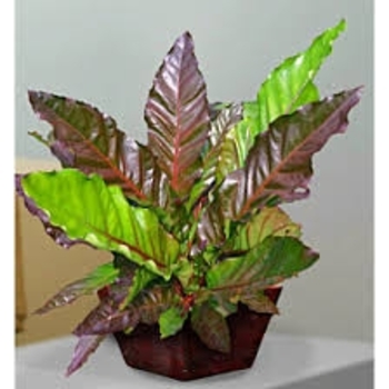 'Big Red Birdnest' - Anthurium 'Big Red Birdnest' - Anthurium