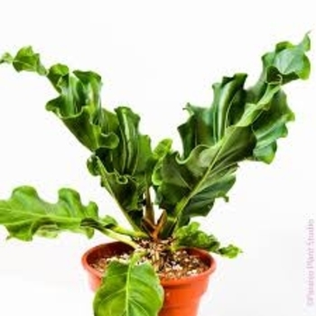 'Ruffles' - Anthurium 'Ruffles' - Anthurium