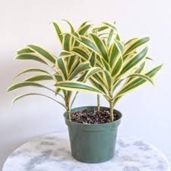 'Song of India' - Dracaena 'Song of India' - Dracaena