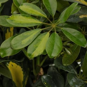 Schefflera Gold Capella - Umbrella Tree Plant Schefflera Gold Capella - Umbrella Tree Plant