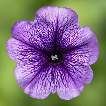 Petunia multiflora - Damask&trade; Blue Veined