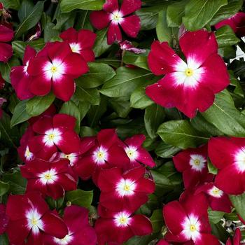 Nirvana® XDR - Vinca Nirvana® XDR - Vinca