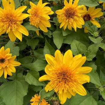 Helianthus annuus - Sunfinity® 'Double Yellow' Dwarf Sunflower Helianthus annuus - Sunfinity® 'Double Yellow' Dwarf Sunflower