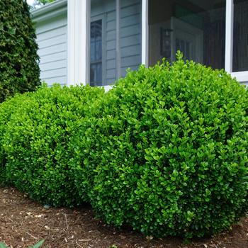 Buxus (Boxwood) - 'NewGen Freedom&reg;'