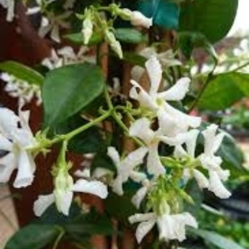  - Confederate Jasmine