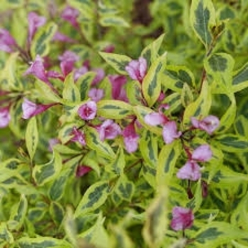 'Bubbly Wine' - Weigela 'Bubbly Wine' - Weigela