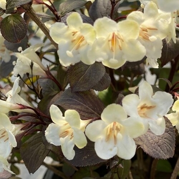 'Wine and Spirits' - Weigela 'Wine and Spirits' - Weigela