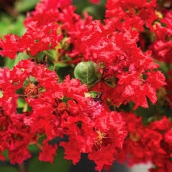 'Bellini Strawberry' - Crape Myrtle 'Bellini Strawberry' - Crape Myrtle