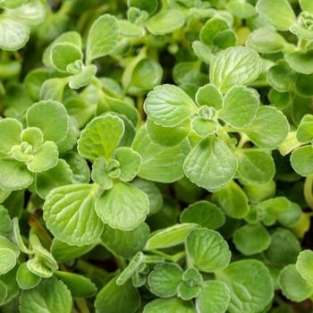 'Cerveza 'n Lime' - Plectranthus 'Cerveza 'n Lime' - Plectranthus
