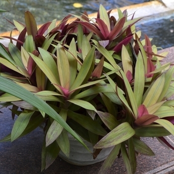 'Moses-in-the-Cradle' - Oyster Plant 'Moses-in-the-Cradle' - Oyster Plant