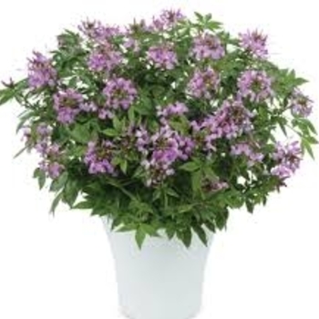 'Clio Magenta' - Cleome 'Clio Magenta' - Cleome