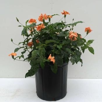 'Orange Marmalade' - Crossandra 'Orange Marmalade' - Crossandra