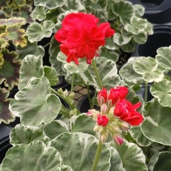 'Wilhelm Langguth' - Geranium 'Wilhelm Langguth' - Geranium