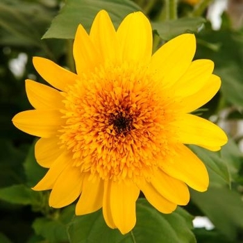 'Sunfinity Double Yellow' - Sunflower 'Sunfinity Double Yellow' - Sunflower
