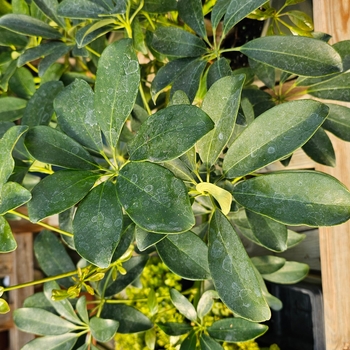 Schefflera arboricola - Dwarf Umbrella Plant Schefflera arboricola - Dwarf Umbrella Plant