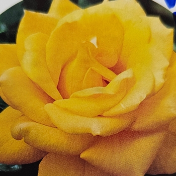Hybrid Tea - Rose 'Henry Fonda' Hybrid Tea - Rose 'Henry Fonda'