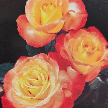 floribunda - Rose 'Chihuly' floribunda - Rose 'Chihuly'