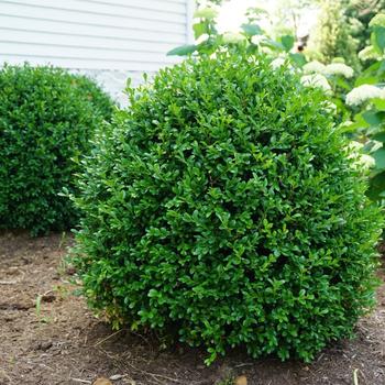 Buxus (Boxwood) - 'NewGen Independence&reg;'