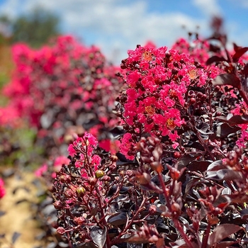 Midnight Magic - Crape Myrtle Midnight Magic - Crape Myrtle