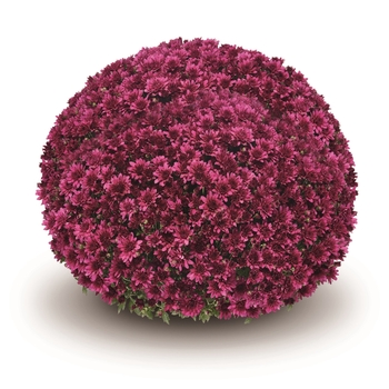 Arluno Purple - Garden Mum