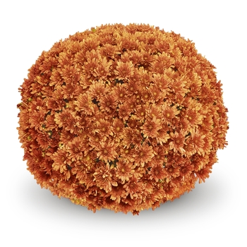 Arluno Orange - Garden Mum