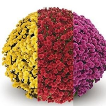 Combo 20 - Garden Mum