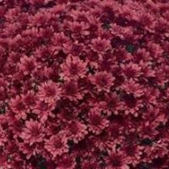 Arluno Red - Garden Mum