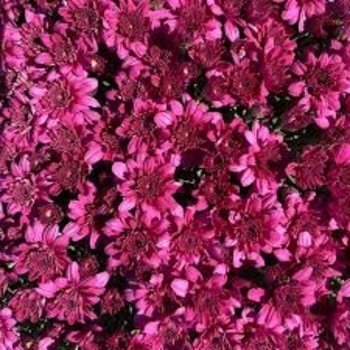 Arluno Purple - Garden Mum