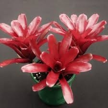 Neoregelia - 'Fireball' Neo Bromeliad