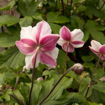 Anemone - 'Dainty Swan' Japanese Anemone