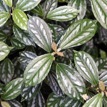 Pilea - Aluminum plant