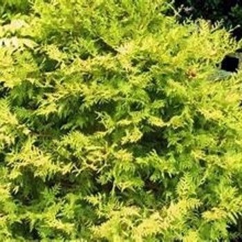 Chamaecyparis pisifera - 'Vintage Gold' Falsecypress