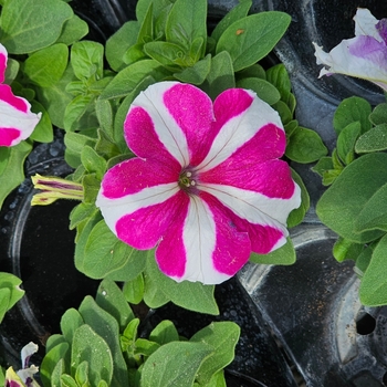  - Petunia Skybox Rose Star