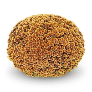 Vigorelli Gold - Garden Mum