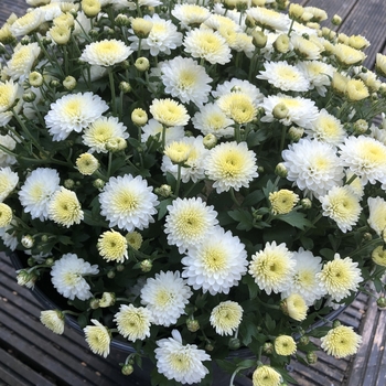Jasoda White - Garden Mum