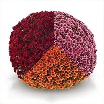 Combo 21 orange, red, violet - Garden Mum