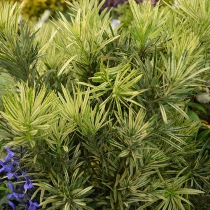 Podocarpus macrophyllus - 'Roman Candle' from WNLKG Wildwood Nursery LKG